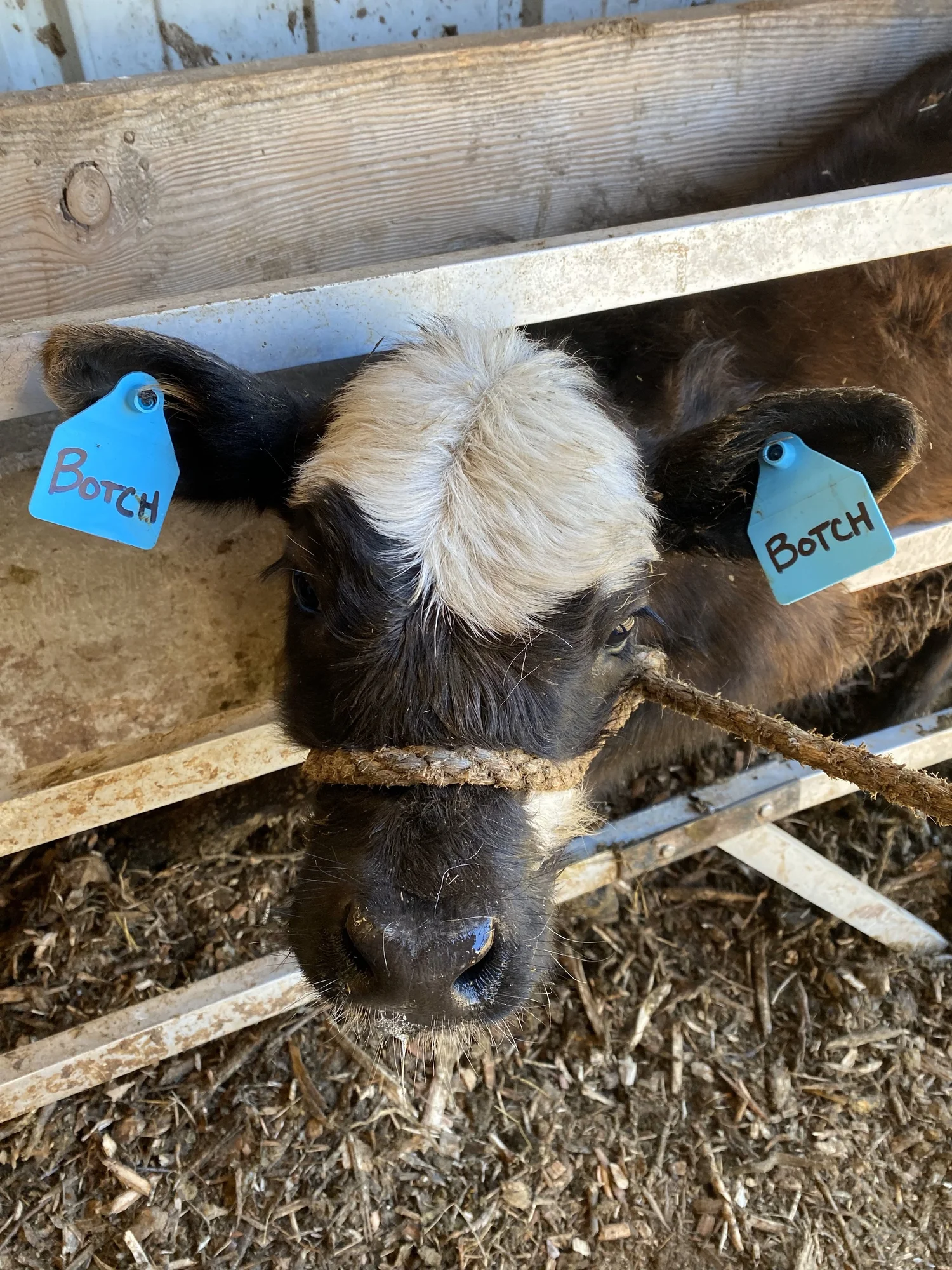 A dairy cow available to symbolically adopt at Nonn Family Farm